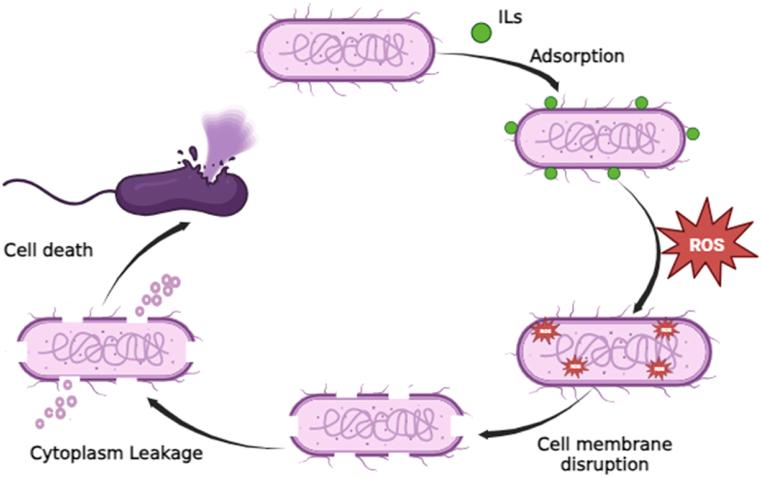 https://cdn.ncbi.nlm.nih.gov/pmc/blobs/f5f7/11616562/67f92c489b90/gr1.jpg