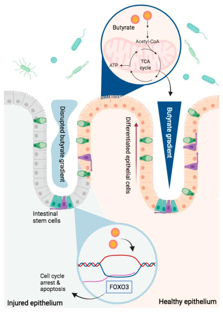 https://cdn.ncbi.nlm.nih.gov/pmc/blobs/f5f8/8304699/ca98d246973d/cells-10-01775-g002.jpg