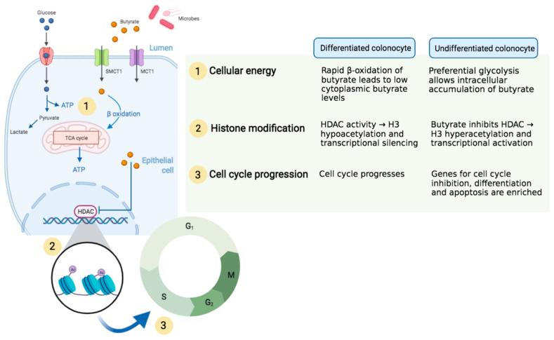 https://cdn.ncbi.nlm.nih.gov/pmc/blobs/f5f8/8304699/f9527190ef34/cells-10-01775-g001.jpg