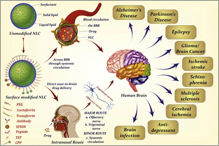 https://cdn.ncbi.nlm.nih.gov/pmc/blobs/f5f9/12363324/791322407ad5/fddev-03-1247162-g006.jpg