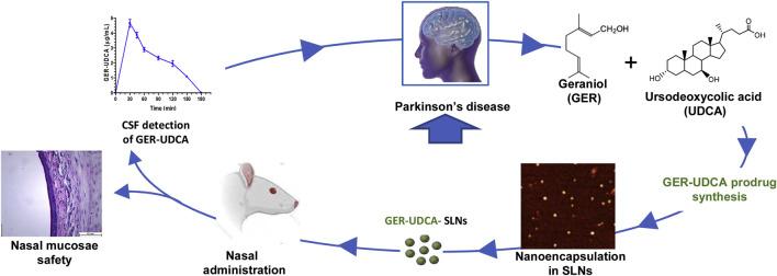 https://cdn.ncbi.nlm.nih.gov/pmc/blobs/f5f9/12363324/7c1973b7bca4/fddev-03-1247162-g010.jpg