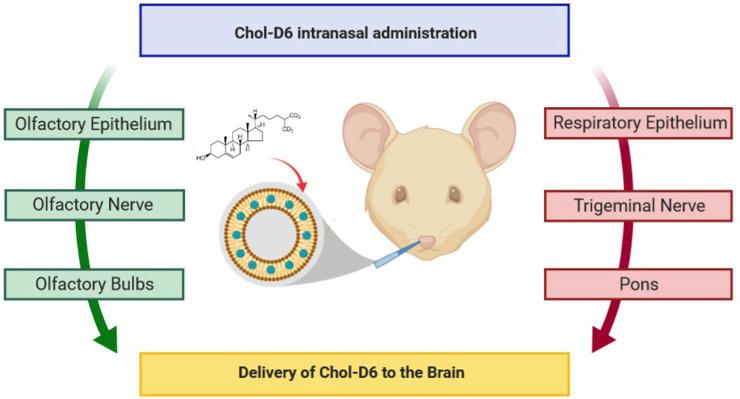 https://cdn.ncbi.nlm.nih.gov/pmc/blobs/f5f9/12363324/86330a1dbf5f/fddev-03-1247162-g011.jpg
