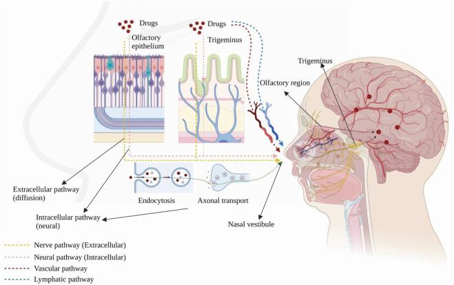 https://cdn.ncbi.nlm.nih.gov/pmc/blobs/f5f9/12363324/eae156082875/fddev-03-1247162-g001.jpg