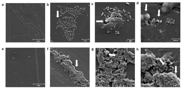 https://cdn.ncbi.nlm.nih.gov/pmc/blobs/f5fc/9416434/e004527cf959/microorganisms-10-01619-g003.jpg