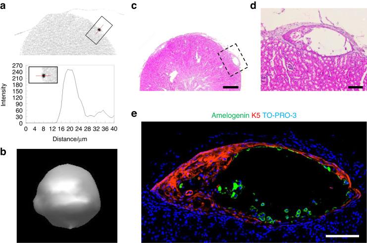 https://cdn.ncbi.nlm.nih.gov/pmc/blobs/f602/10703793/19ccf18af150/41368_2023_257_Fig9_HTML.jpg