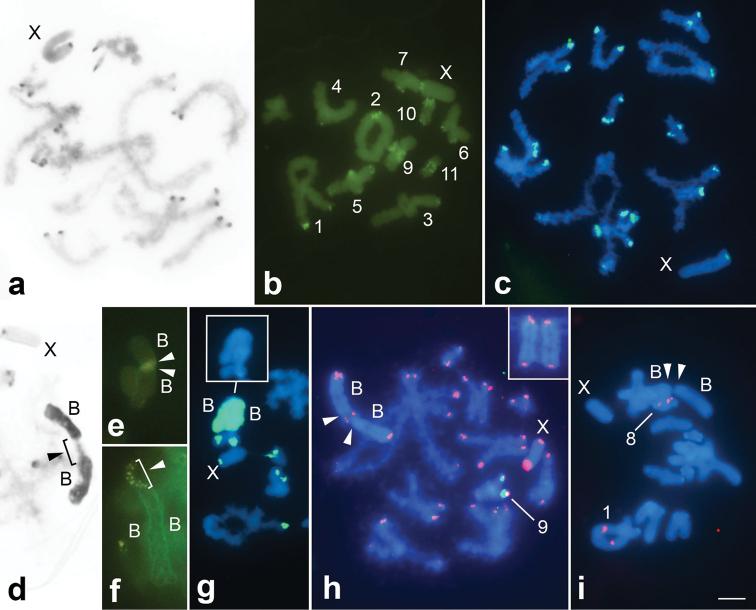 https://cdn.ncbi.nlm.nih.gov/pmc/blobs/f605/4977798/269eaa20ccf3/CompCytogen-010-219-g002.jpg