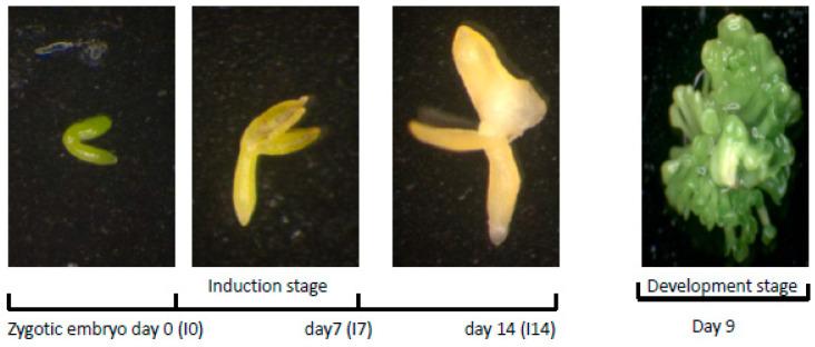 https://cdn.ncbi.nlm.nih.gov/pmc/blobs/f606/8704308/9c18d85dba97/plants-10-02720-g001.jpg