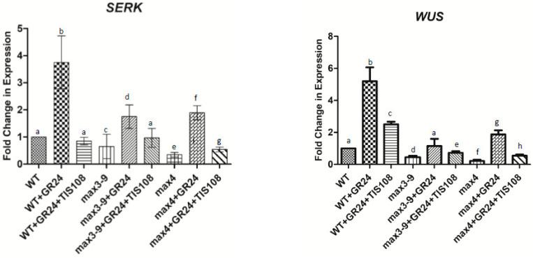 https://cdn.ncbi.nlm.nih.gov/pmc/blobs/f606/8704308/c2d9f5f60859/plants-10-02720-g005.jpg
