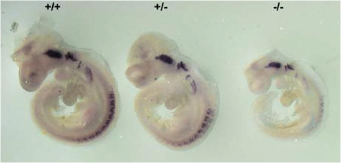 https://cdn.ncbi.nlm.nih.gov/pmc/blobs/f607/4275708/12c90a7673e4/molcell-37-12-910f5.jpg