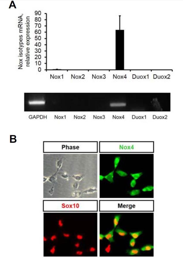 https://cdn.ncbi.nlm.nih.gov/pmc/blobs/f607/4275708/2674ddfe7d44/molcell-37-12-909f3.jpg