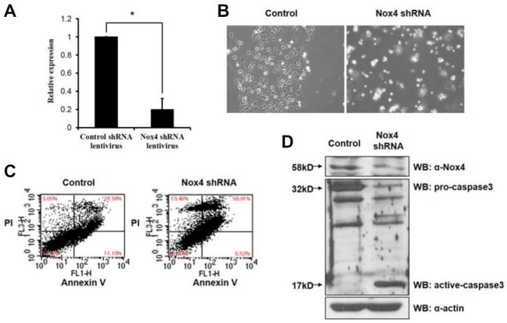 https://cdn.ncbi.nlm.nih.gov/pmc/blobs/f607/4275708/2a9f005cb1a9/molcell-37-12-909f4.jpg