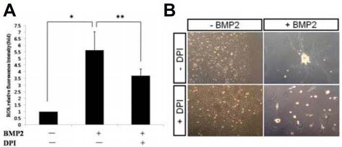 https://cdn.ncbi.nlm.nih.gov/pmc/blobs/f607/4275708/40eb5f38da09/molcell-37-12-908f2.jpg