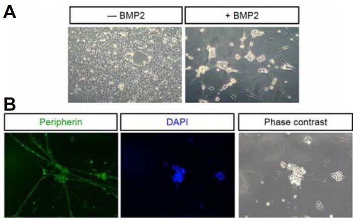 https://cdn.ncbi.nlm.nih.gov/pmc/blobs/f607/4275708/eef70792070e/molcell-37-12-908f1.jpg