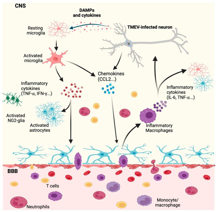 https://cdn.ncbi.nlm.nih.gov/pmc/blobs/f60c/10819099/4ea2d530a3bd/viruses-16-00119-g002.jpg