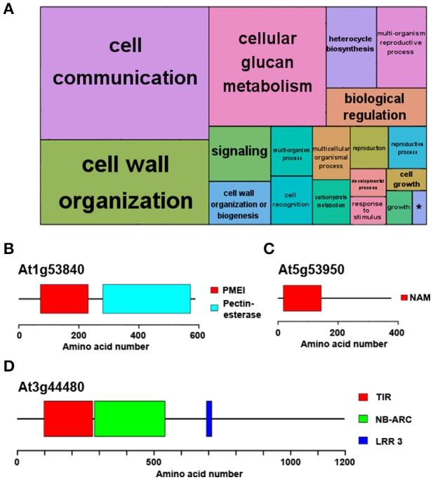 https://cdn.ncbi.nlm.nih.gov/pmc/blobs/f60c/5508029/bcd81da72654/fpls-08-01217-g0003.jpg