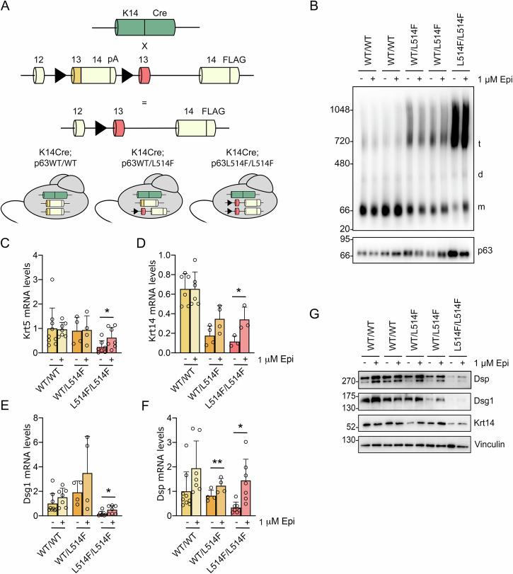 https://cdn.ncbi.nlm.nih.gov/pmc/blobs/f611/11762975/2d5d6f0dac8c/41420_2025_2307_Fig3_HTML.jpg
