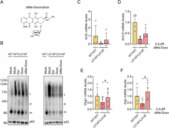 https://cdn.ncbi.nlm.nih.gov/pmc/blobs/f611/11762975/46ae5518b525/41420_2025_2307_Fig4_HTML.jpg