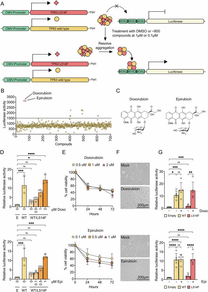 https://cdn.ncbi.nlm.nih.gov/pmc/blobs/f611/11762975/eb15b0ad38ba/41420_2025_2307_Fig1_HTML.jpg