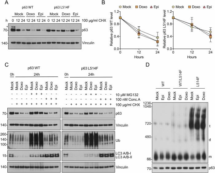 https://cdn.ncbi.nlm.nih.gov/pmc/blobs/f611/11762975/eeff8034c055/41420_2025_2307_Fig2_HTML.jpg