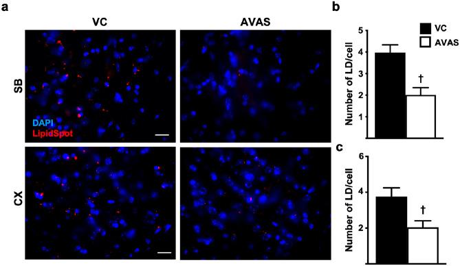 https://cdn.ncbi.nlm.nih.gov/pmc/blobs/f613/10457278/aa052b71936c/13311_2023_1375_Fig4_HTML.jpg