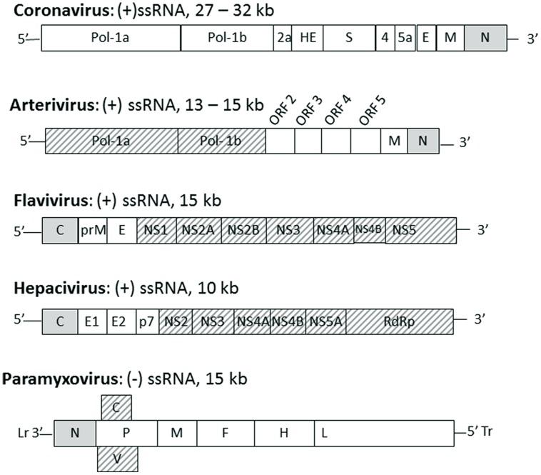 https://cdn.ncbi.nlm.nih.gov/pmc/blobs/f614/4451415/c2fba46cb509/fmicb-06-00553-g001.jpg