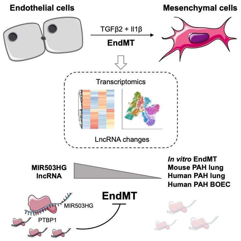 https://cdn.ncbi.nlm.nih.gov/pmc/blobs/f614/7610629/75956e9ce994/EMS119148-f009.jpg