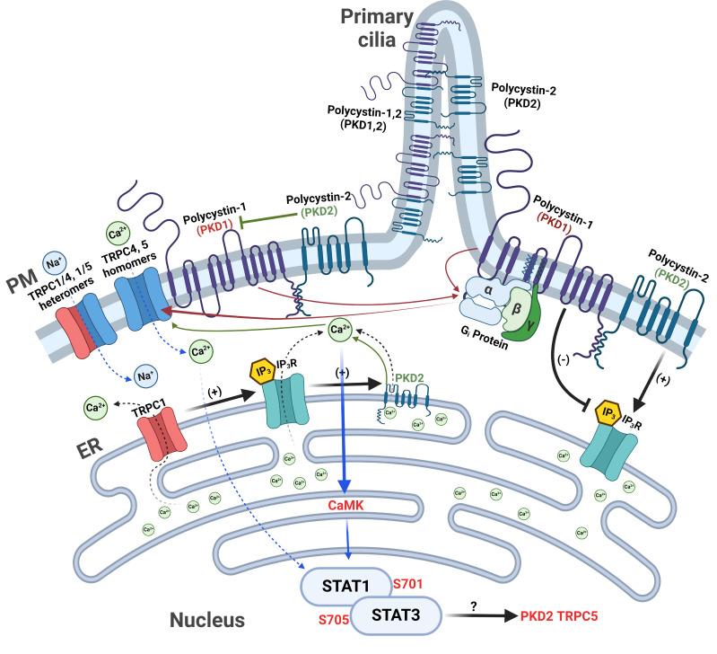 https://cdn.ncbi.nlm.nih.gov/pmc/blobs/f615/11694000/1e9787e859d0/kjpp-29-1-93-f9.jpg