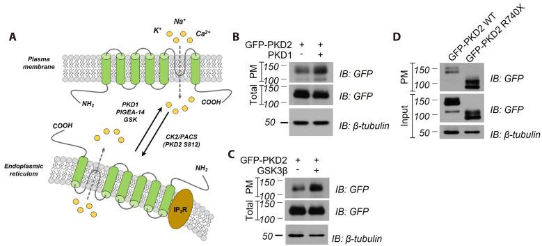 https://cdn.ncbi.nlm.nih.gov/pmc/blobs/f615/11694000/3db8e4515a1f/kjpp-29-1-93-f1.jpg