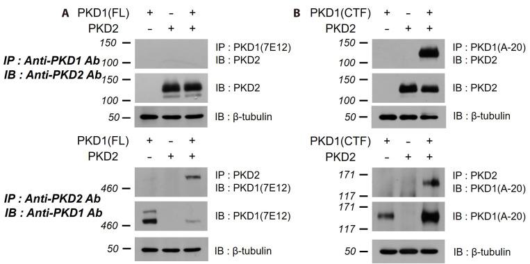 https://cdn.ncbi.nlm.nih.gov/pmc/blobs/f615/11694000/d7c96cb243cf/kjpp-29-1-93-f2.jpg