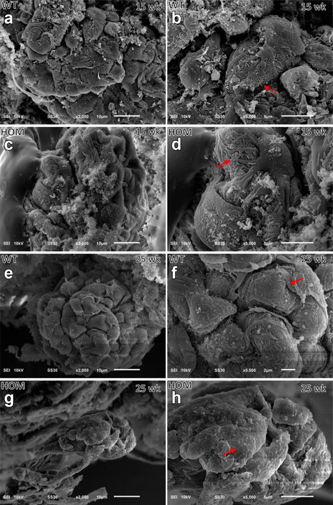 https://cdn.ncbi.nlm.nih.gov/pmc/blobs/f616/8883398/1029b965736f/gr8.jpg