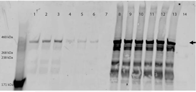 https://cdn.ncbi.nlm.nih.gov/pmc/blobs/f616/8883398/2c11180127f5/gr10.jpg