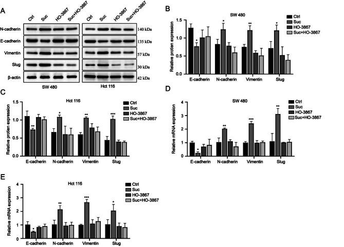 https://cdn.ncbi.nlm.nih.gov/pmc/blobs/f61b/10938789/073439ef9cf5/12876_2024_3195_Fig4_HTML.jpg