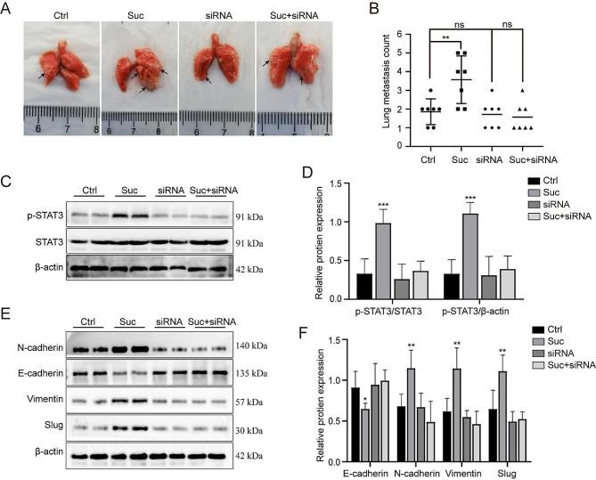 https://cdn.ncbi.nlm.nih.gov/pmc/blobs/f61b/10938789/aa29231a23cc/12876_2024_3195_Fig5_HTML.jpg