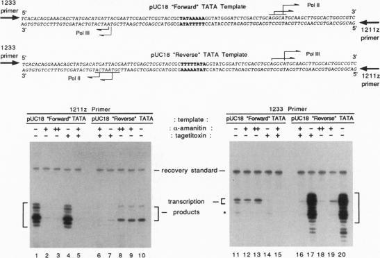 https://cdn.ncbi.nlm.nih.gov/pmc/blobs/f61c/41015/27d69ffdd9c9/pnas01497-0086-a.jpg