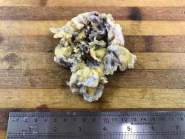 https://cdn.ncbi.nlm.nih.gov/pmc/blobs/f61d/8559632/6a98c3292bc9/cjim-12-444-g002.jpg