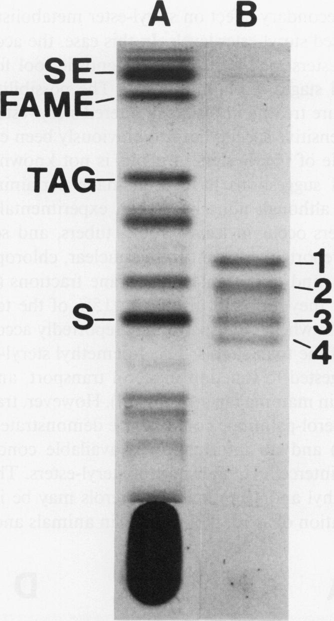 https://cdn.ncbi.nlm.nih.gov/pmc/blobs/f61e/1062630/98c9e2cd0f6a/plntphys00681-0229-a.jpg