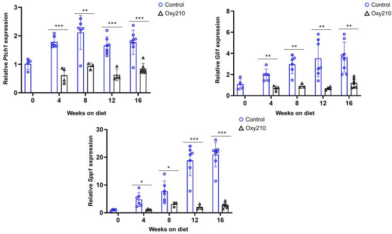 https://cdn.ncbi.nlm.nih.gov/pmc/blobs/f61e/12346697/4b5414329df1/cells-14-01191-g005.jpg