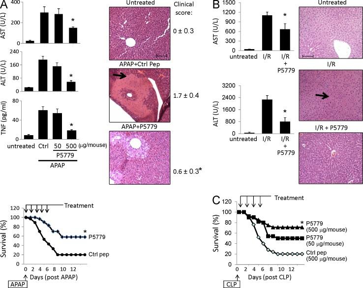 https://cdn.ncbi.nlm.nih.gov/pmc/blobs/f621/4291531/48c18a690843/JEM_20141318_Fig6.jpg