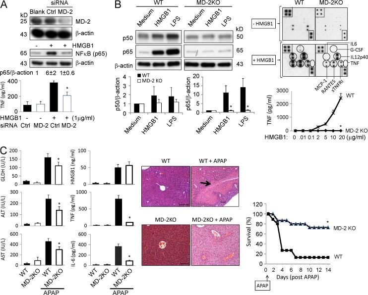 https://cdn.ncbi.nlm.nih.gov/pmc/blobs/f621/4291531/bd49e6d8ab72/JEM_20141318_Fig2.jpg