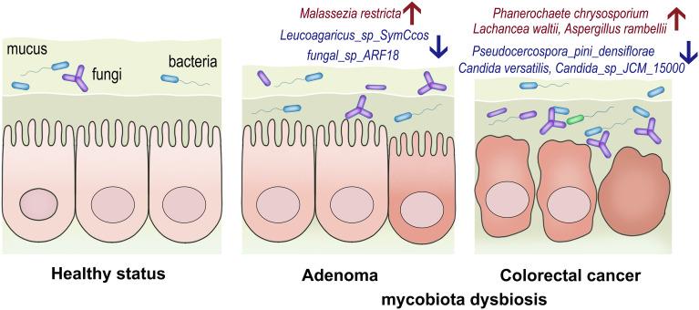 https://cdn.ncbi.nlm.nih.gov/pmc/blobs/f622/8908310/11ca65ae2bb6/fcimb-12-839435-g007.jpg