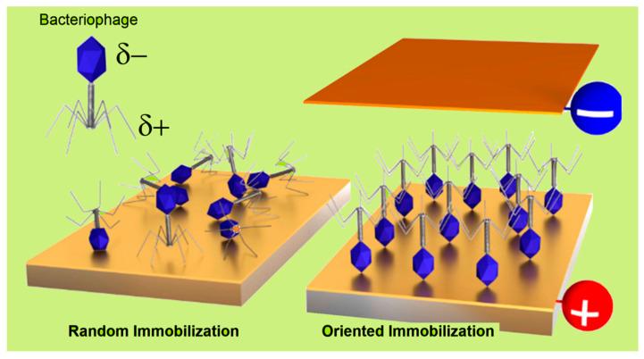 https://cdn.ncbi.nlm.nih.gov/pmc/blobs/f627/12294051/ec6d685b2a4b/biosensors-15-00467-g006.jpg