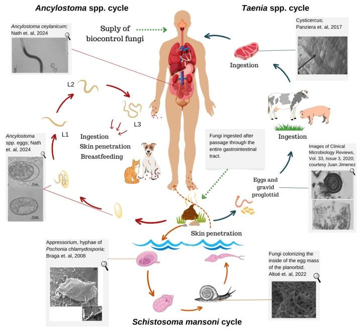 https://cdn.ncbi.nlm.nih.gov/pmc/blobs/f628/11434843/30ee08cb94d4/pathogens-13-00741-g001.jpg