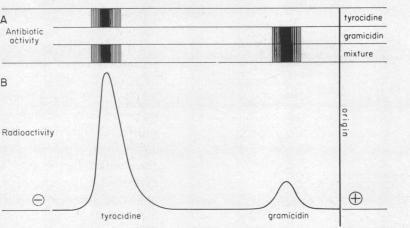 https://cdn.ncbi.nlm.nih.gov/pmc/blobs/f62c/300672/bd9981b5fcfe/pnas00174-0188-a.jpg