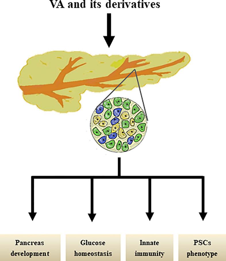 https://cdn.ncbi.nlm.nih.gov/pmc/blobs/f62c/7930481/e03924c953b8/fendo-12-620941-g002.jpg