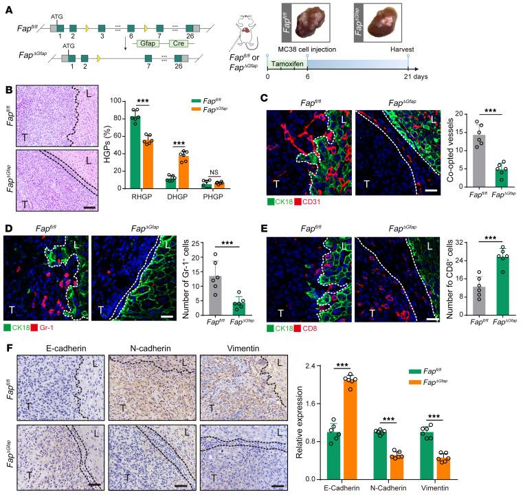 https://cdn.ncbi.nlm.nih.gov/pmc/blobs/f632/9525122/a2afb06e1202/jci-132-157399-g060.jpg