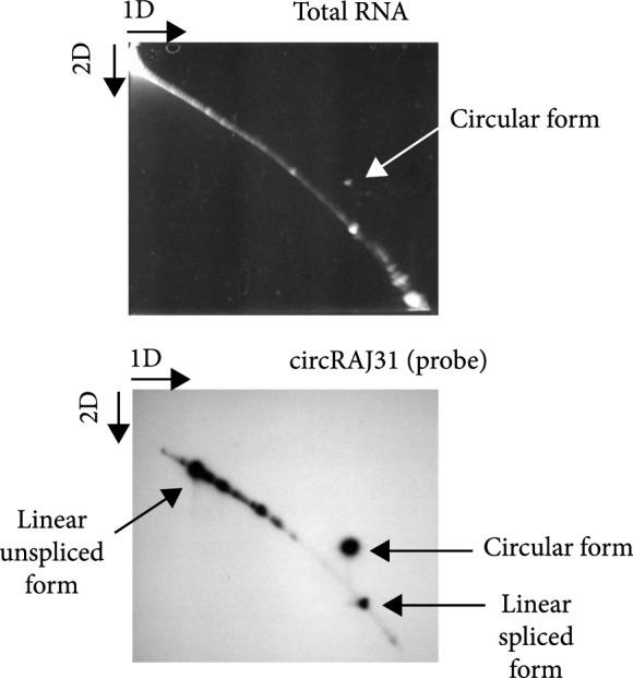 https://cdn.ncbi.nlm.nih.gov/pmc/blobs/f635/10521646/13bf0187ecf6/1916789.fig.002f.jpg