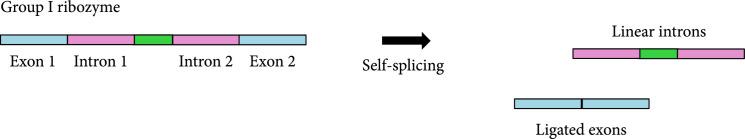https://cdn.ncbi.nlm.nih.gov/pmc/blobs/f635/10521646/31b26acfc016/1916789.fig.001b.jpg