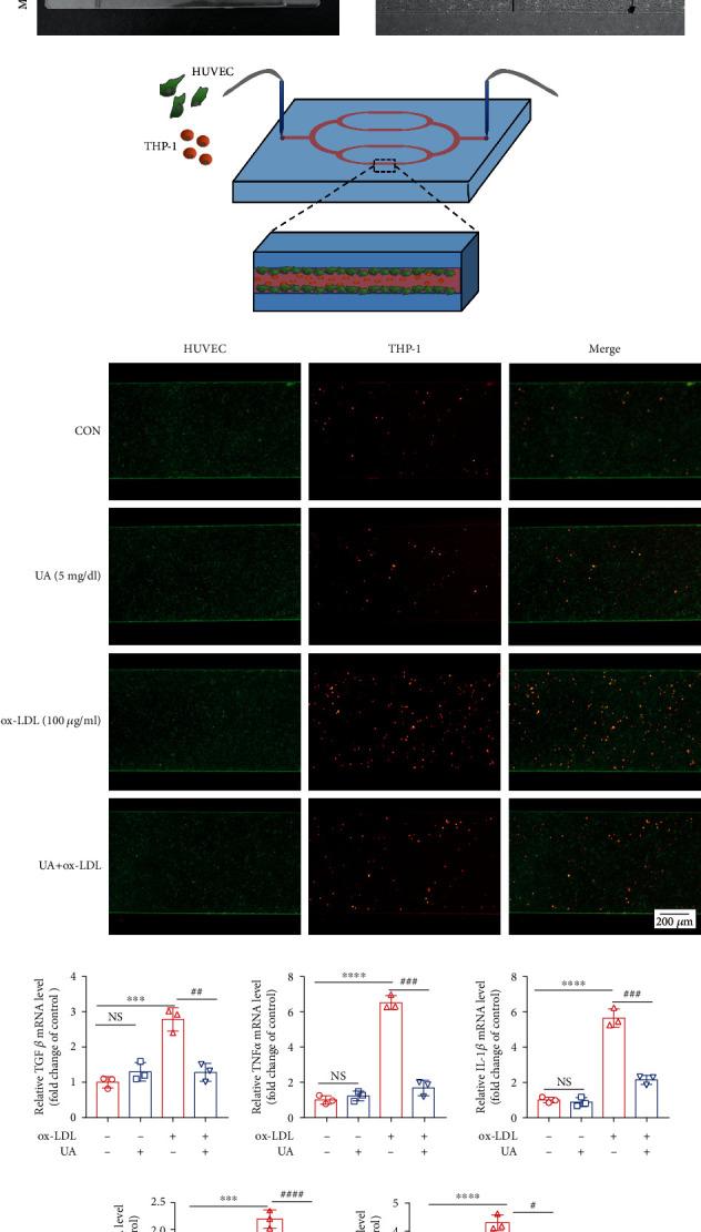 https://cdn.ncbi.nlm.nih.gov/pmc/blobs/f635/8575640/e99f2e5c33c7/JIR2021-5151168.006.jpg