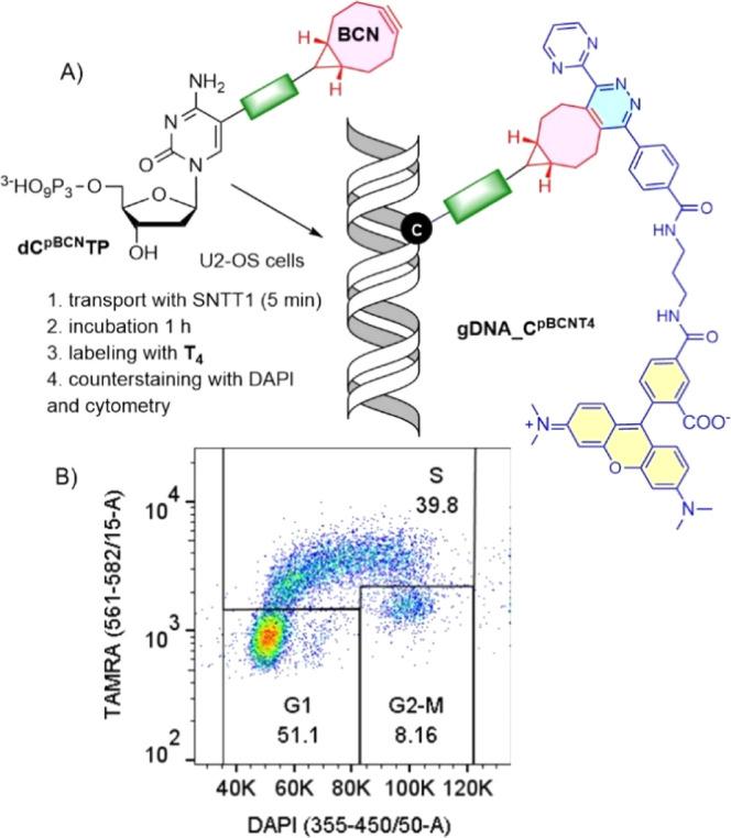 https://cdn.ncbi.nlm.nih.gov/pmc/blobs/f63c/10119924/49c8b791a568/bc3c00064_0005.jpg