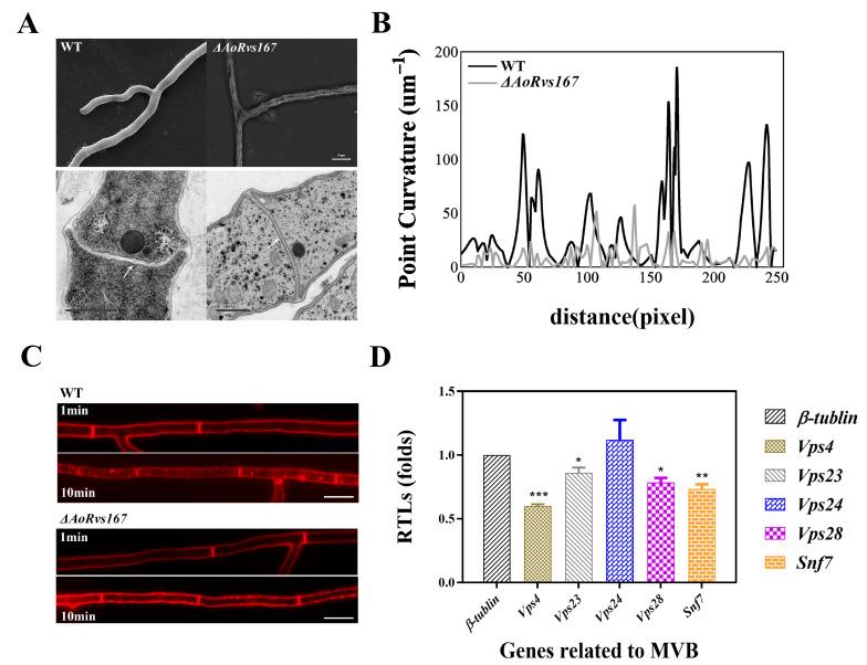 https://cdn.ncbi.nlm.nih.gov/pmc/blobs/f63d/9501185/1b4766221272/pathogens-11-00997-g003.jpg
